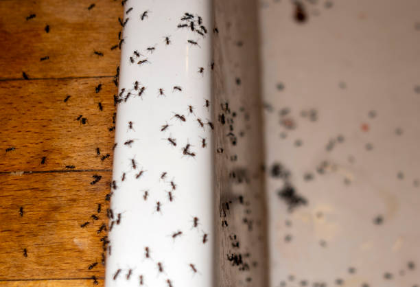 Best Pest Removal Services  in Middlesex, NC